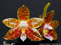 Photo : Phalaenopsis Ambotrana