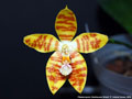 Photo : Phalaenopsis Oberhausen Smart