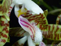 Photo : Phalaenopsis sumatrana