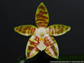 Photo : Phalaenopsis Oberhausen Smart