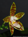 Photo : Phalaenopsis Oberhausen Smart
