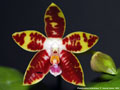 Photo : Phalaenopsis Ambotrana
