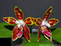 Photo : Phalaenopsis Ambotrana