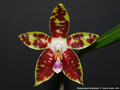 Photo : Phalaenopsis Ambotrana