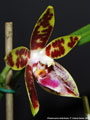 Photo : Phalaenopsis Ambotrana