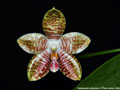 Photo : Phalaenopsis Ambotrana