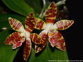 Photo : Phalaenopsis Ambotrana