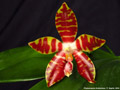 Photo : Phalaenopsis Ambotrana