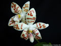 Photo : Phalaenopsis sumatrana