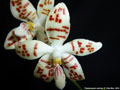 Photo : Phalaenopsis sumatrana