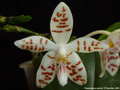 Photo : Phalaenopsis sumatrana
