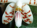 Photo : Phalaenopsis sumatrana