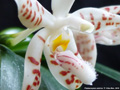 Photo : Phalaenopsis sumatrana
