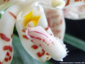 Photo : Phalaenopsis sumatrana
