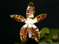 Photo : Phalaenopsis sumatrana