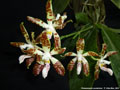 Photo : Phalaenopsis sumatrana
