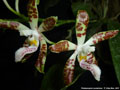 Photo : Phalaenopsis sumatrana
