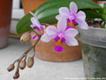 Photo : Phalaenopsis Simon Schunter