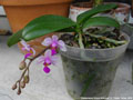 Photo : Phalaenopsis Simon Schunter
