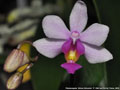 Photo : Phalaenopsis Simon Schunter