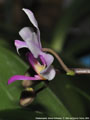Photo : Phalaenopsis Simon Schunter