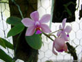 Photo : Phalaenopsis Erik Schunter