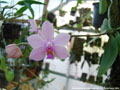 Photo : Phalaenopsis Erik Schunter