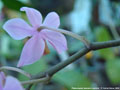 Photo : Phalaenopsis Erik Schunter