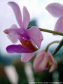 Photo : Phalaenopsis Erik Schunter