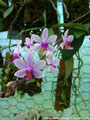 Photo : Phalaenopsis Simon Schunter