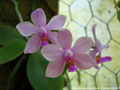 Photo : Phalaenopsis Erik Schunter