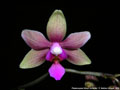 Photo : Phalaenopsis Simon Schunter