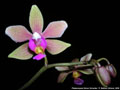 Photo : Phalaenopsis Simon Schunter