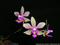 Photo : Phalaenopsis Simon Schunter
