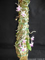 Photo : Phalaenopsis taenialis