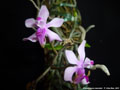 Photo : Phalaenopsis taenialis