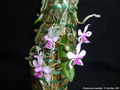 Photo : Phalaenopsis taenialis