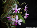 Photo : Phalaenopsis taenialis