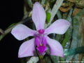 Photo : Phalaenopsis taenialis