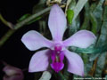 Photo : Phalaenopsis taenialis