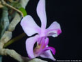 Photo : Phalaenopsis taenialis