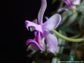 Photo : Phalaenopsis taenialis