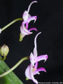 Photo : Phalaenopsis taenialis