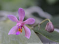Photo : Phalaenopsis Indra Bahadur Rai