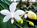 Photo : Phalaenopsis tetraspis