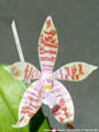 Photo : Phalaenopsis Tetraglyph