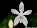 Photo : Phalaenopsis tetraspis