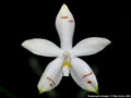 Photo : Phalaenopsis tetraspis