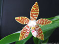 Photo : Phalaenopsis Tetrasambo