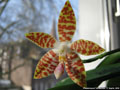 Photo : Phalaenopsis Tetrasambo